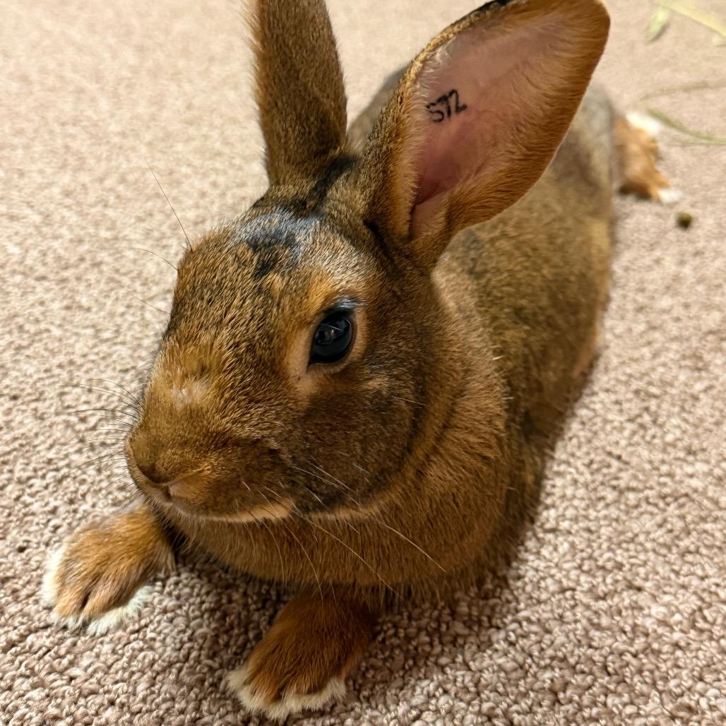 Beauregard, a Adoptable Tan in Gansevoort, NY image 1/3