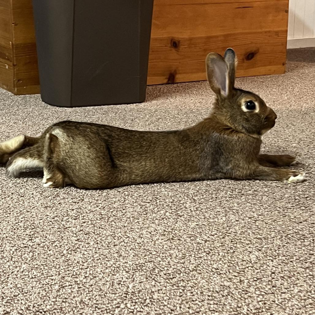 Beauregard, a Adoptable Tan in Gansevoort, NY image 2/3