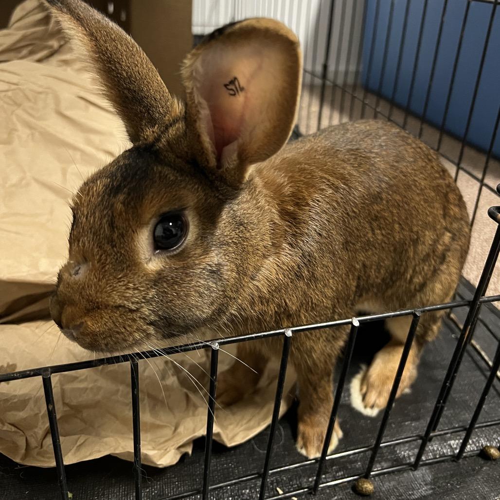 Beauregard, a Adoptable Tan in Gansevoort, NY image 3/3