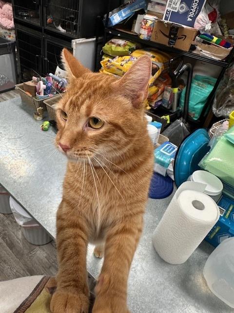 Enlarge Zest, a Adoptable Tabby in Greensburg, PA image 1/1