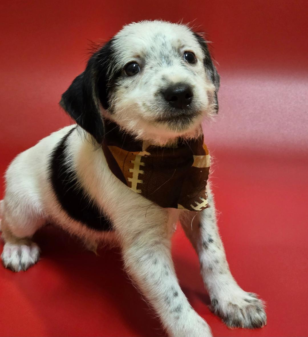 Enlarge Dash, a Adopted Mixed Breed in Phenix City, AL image 2/5