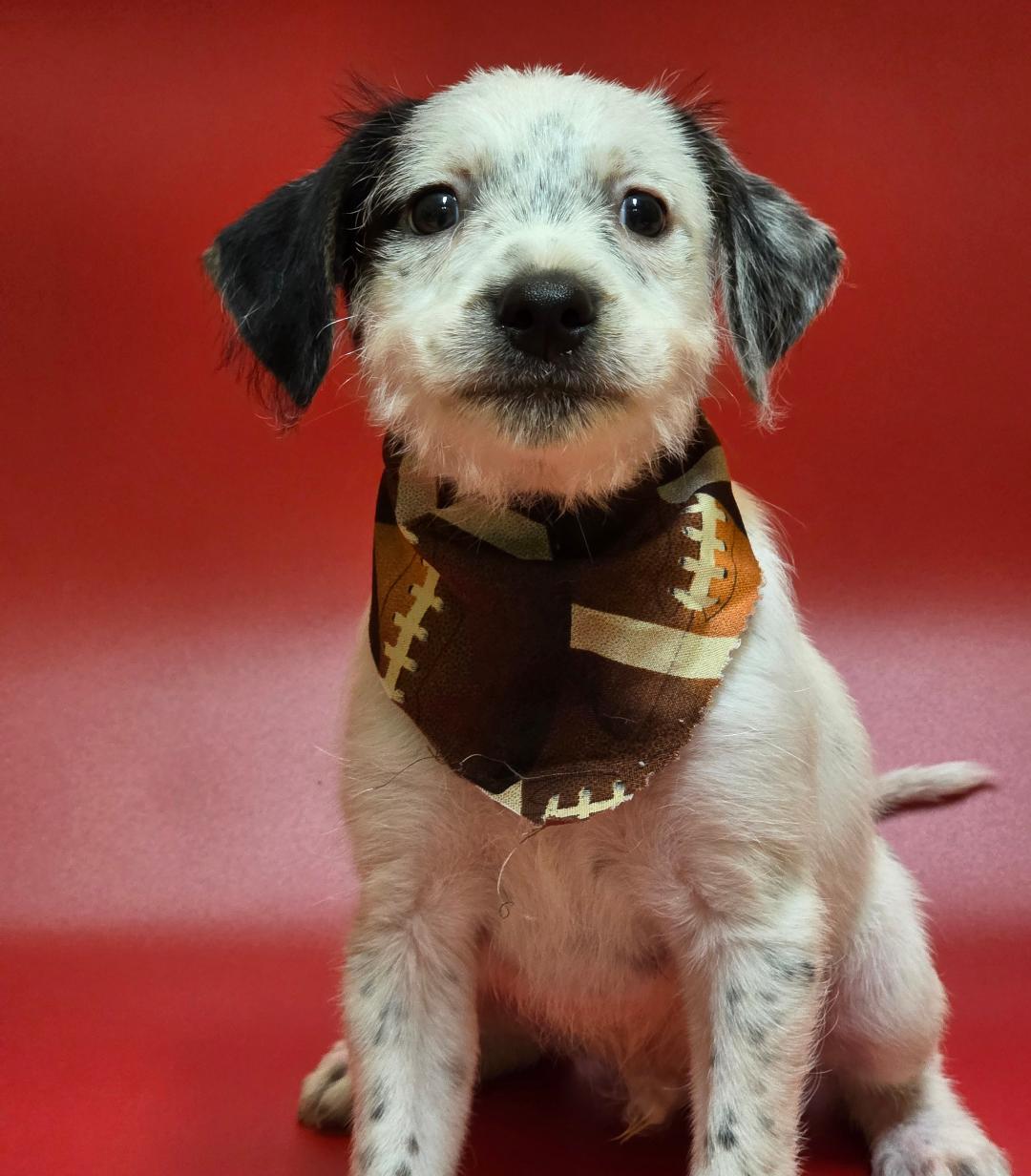 Enlarge Dash, a Adopted Mixed Breed in Phenix City, AL image 3/5