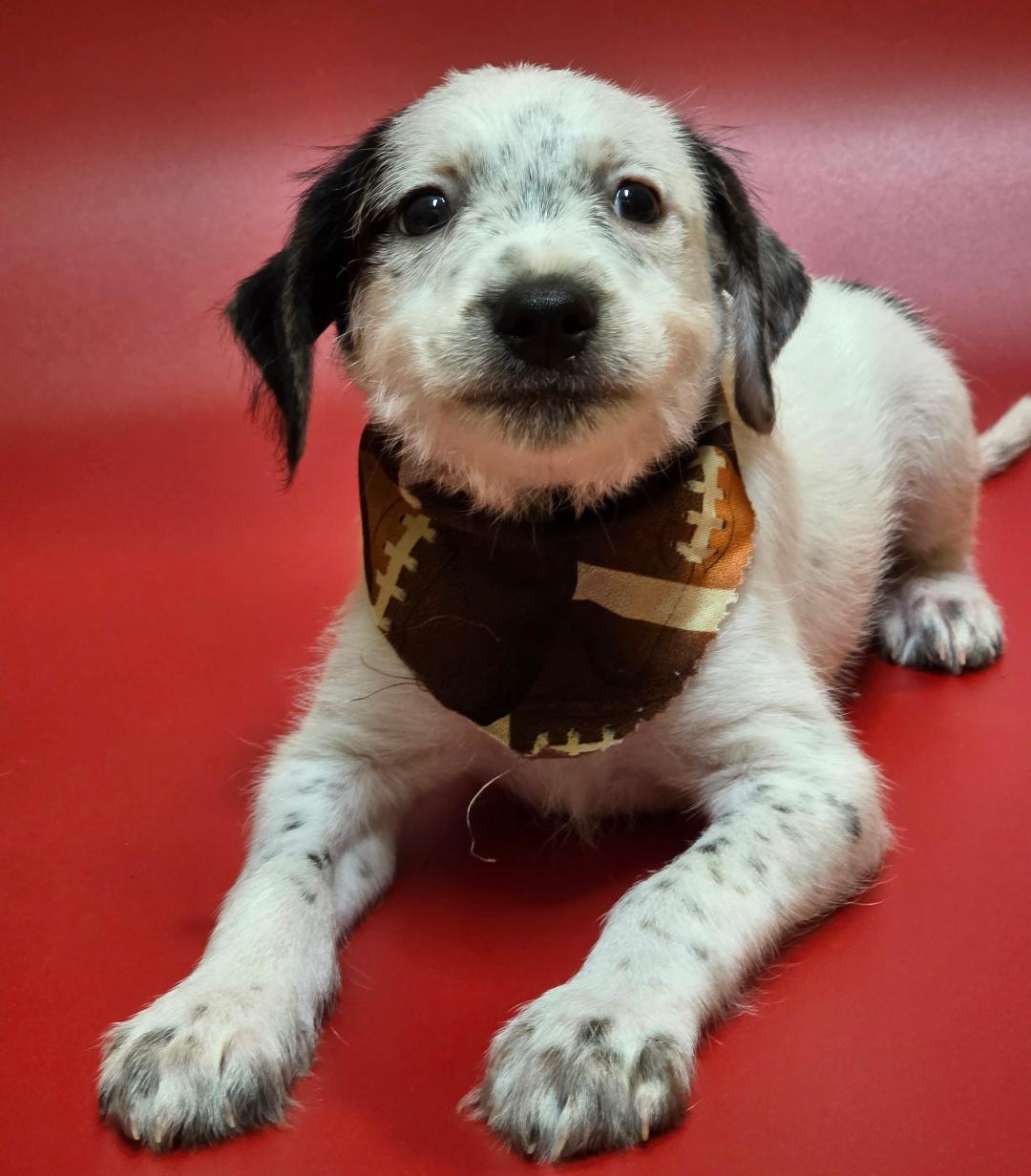 Enlarge Dash, a Adopted Mixed Breed in Phenix City, AL image 4/5