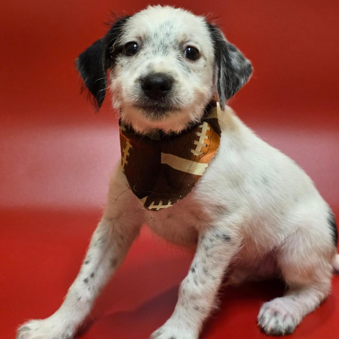 Enlarge Dash, a Adopted Mixed Breed in Phenix City, AL image 1/5