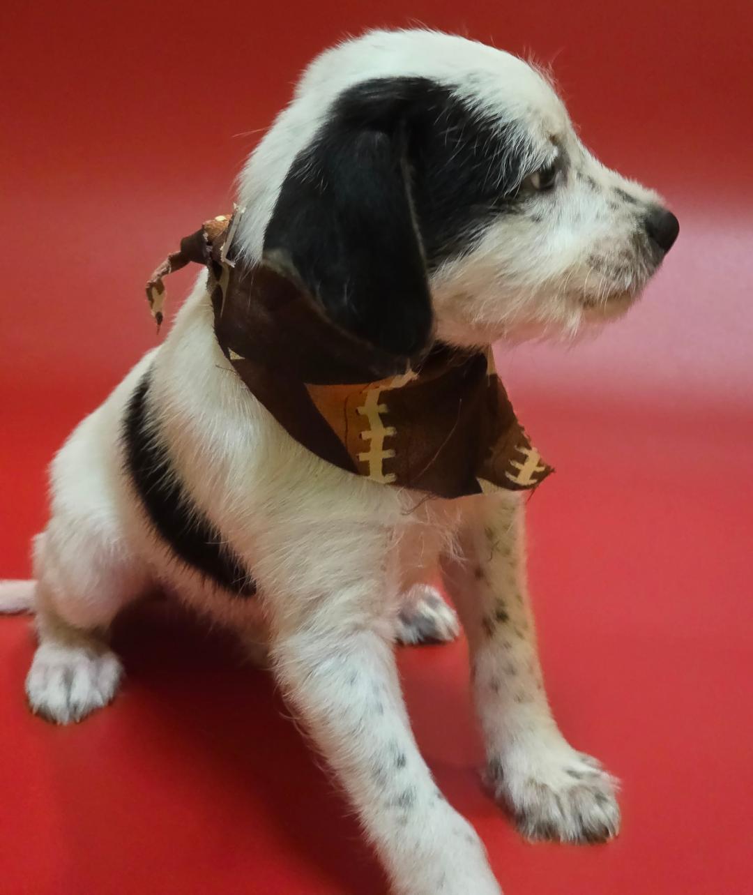 Enlarge Dash, a Adopted Mixed Breed in Phenix City, AL image 5/5