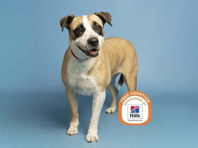 Enlarge KARA, a Adoptable mixed breed in Phoenix, AZ image 1/1