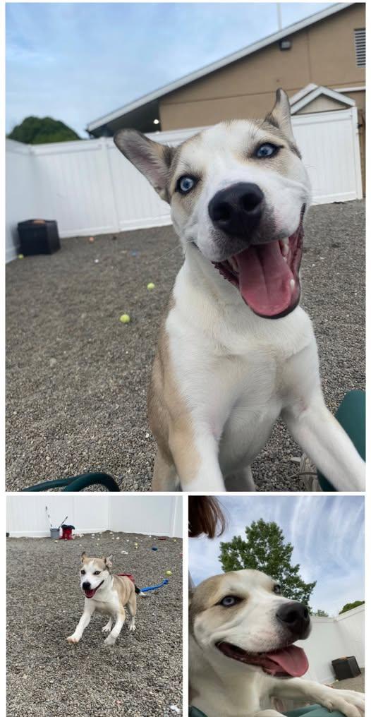 Champ, Adoptable, Young Male Husky.