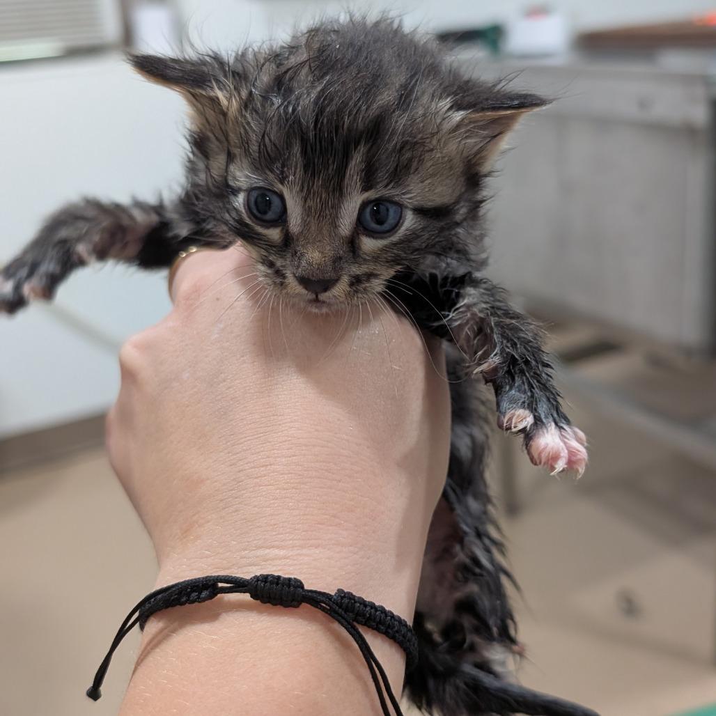 Enlarge Sue, a Adoptable Domestic Long Hair in Buchanan Dam, TX image 1/1