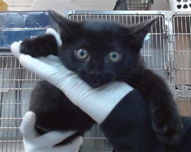 BELLA, Adoptable, Kitten Female Domestic Short Hair.