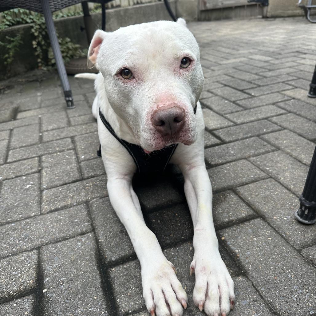 Enlarge Slade, a Adoptable Pit Bull Terrier in Baltimore, MD image 1/6