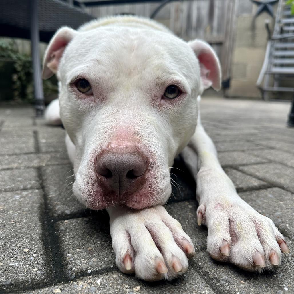 Enlarge Slade, a Adoptable Pit Bull Terrier in Baltimore, MD image 2/6