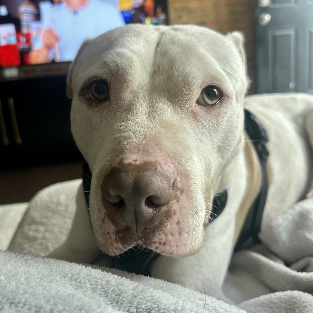 Slade, Adoptable, Adult Male Pit Bull Terrier.