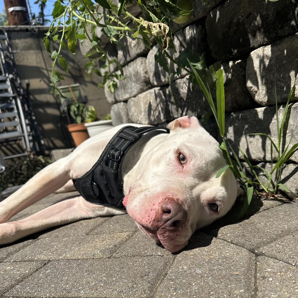 Enlarge Slade, a Adoptable Pit Bull Terrier in Baltimore, MD image 5/6
