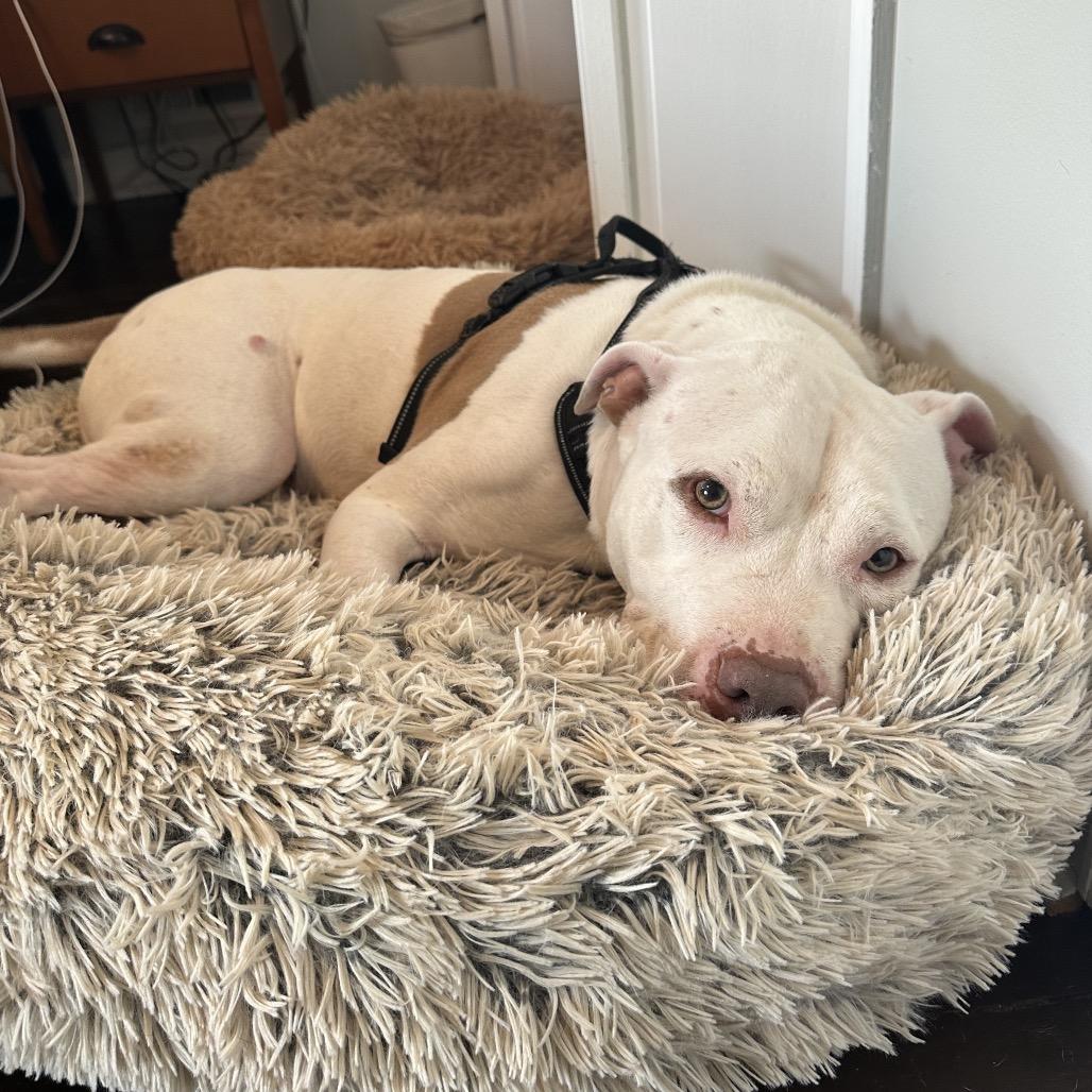 Enlarge Slade, a Adoptable Pit Bull Terrier in Baltimore, MD image 4/6