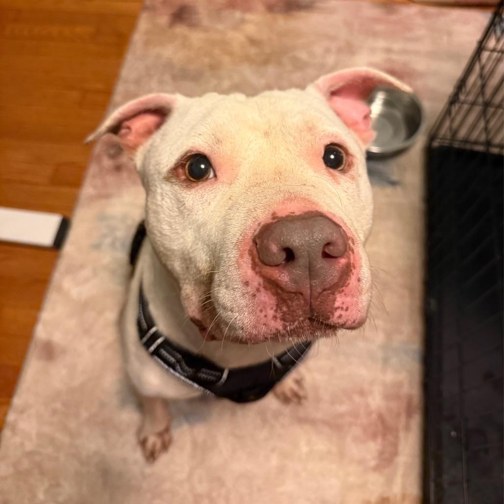 Enlarge Slade, a Adoptable Pit Bull Terrier in Baltimore, MD image 6/6