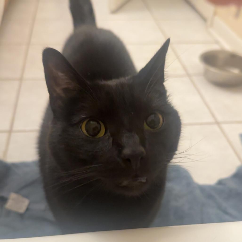 Max, Adoptable, Senior Male Domestic Short Hair.