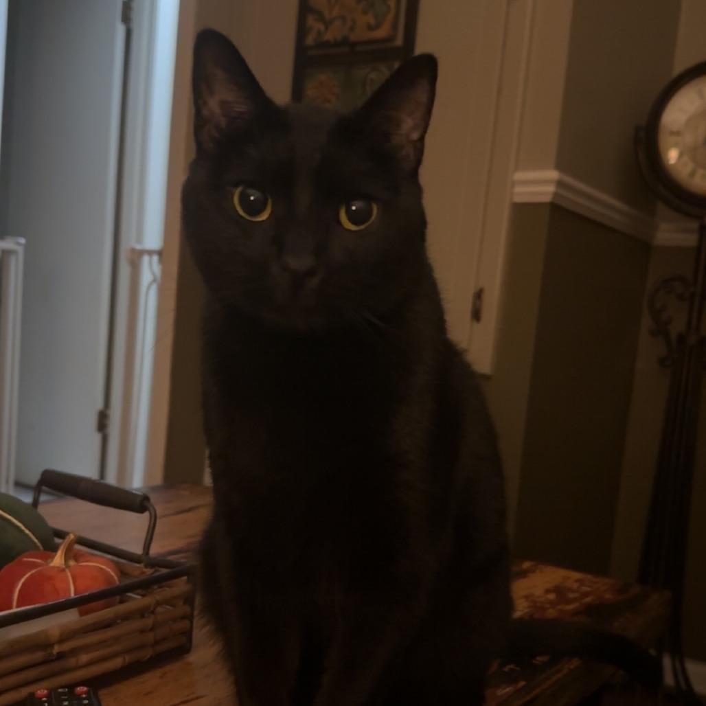 Enlarge Max, a Adoptable Domestic Short Hair in Beaumont, TX image 2/2