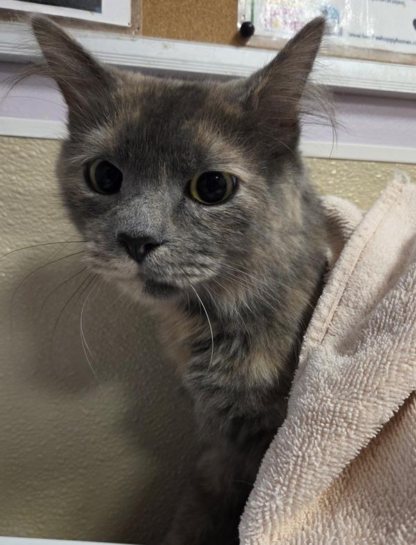 Anastasia, Adoptable, Adult Female Domestic Medium Hair.