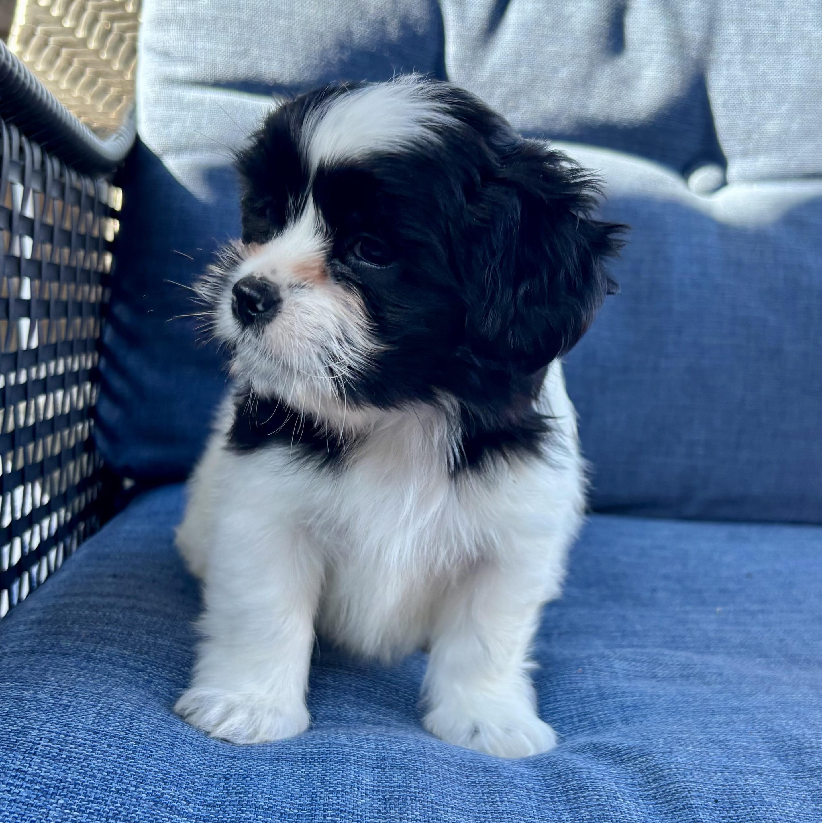 Enlarge Sailor, a Adoptable mixed breed in Scarborough, ON image 3/6