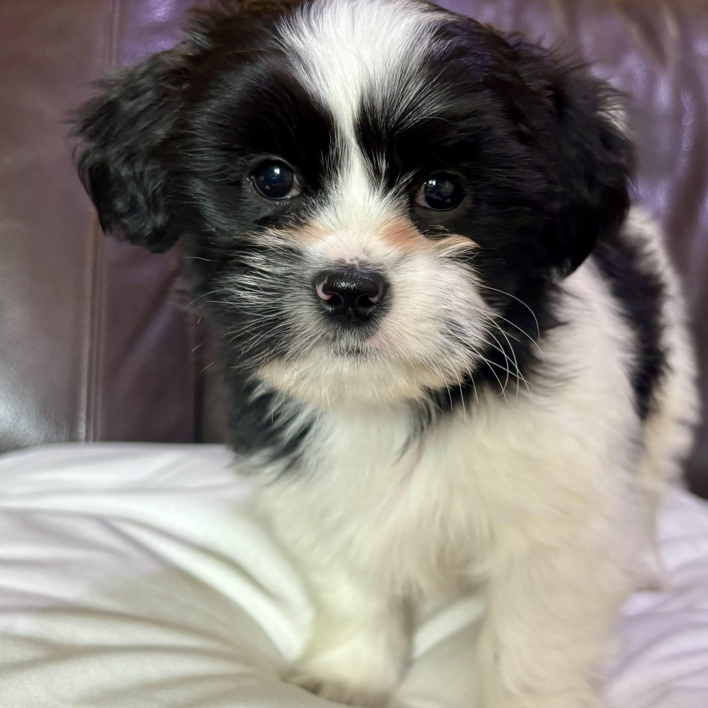 Enlarge Sailor, a Adoptable mixed breed in Scarborough, ON image 2/6