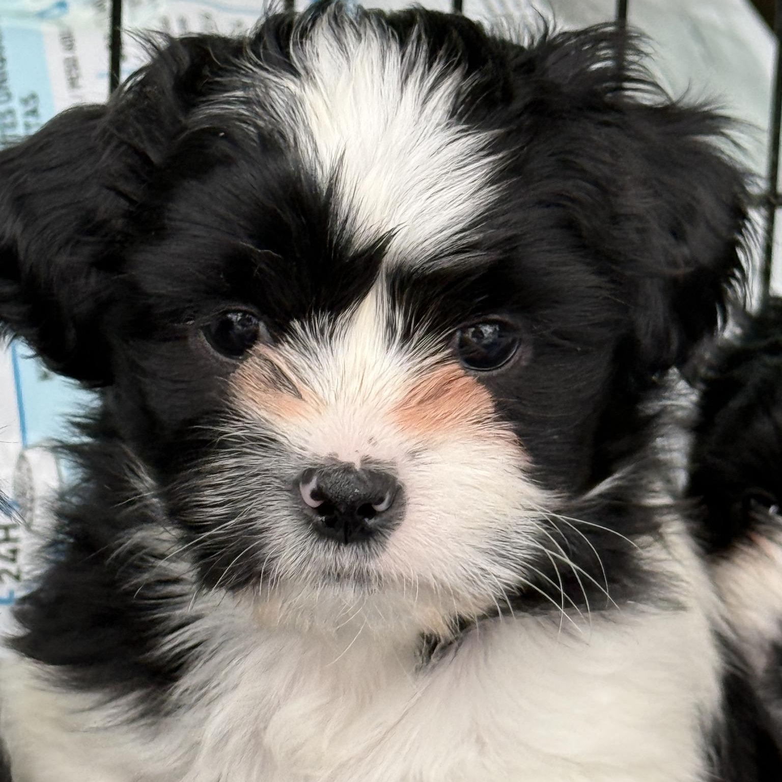 Enlarge Sailor, a Adoptable mixed breed in Scarborough, ON image 4/6