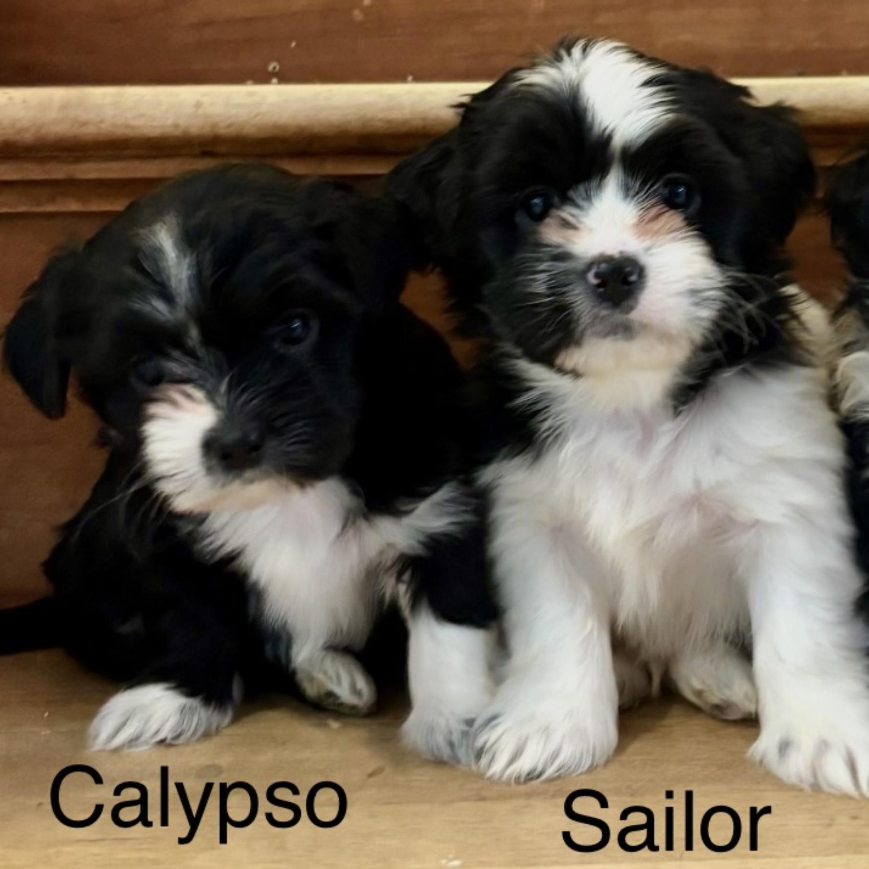 Enlarge Sailor, a Adoptable mixed breed in Scarborough, ON image 5/6