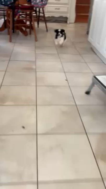 Enlarge Sailor, a Adoptable mixed breed in Scarborough, ON video 6/6