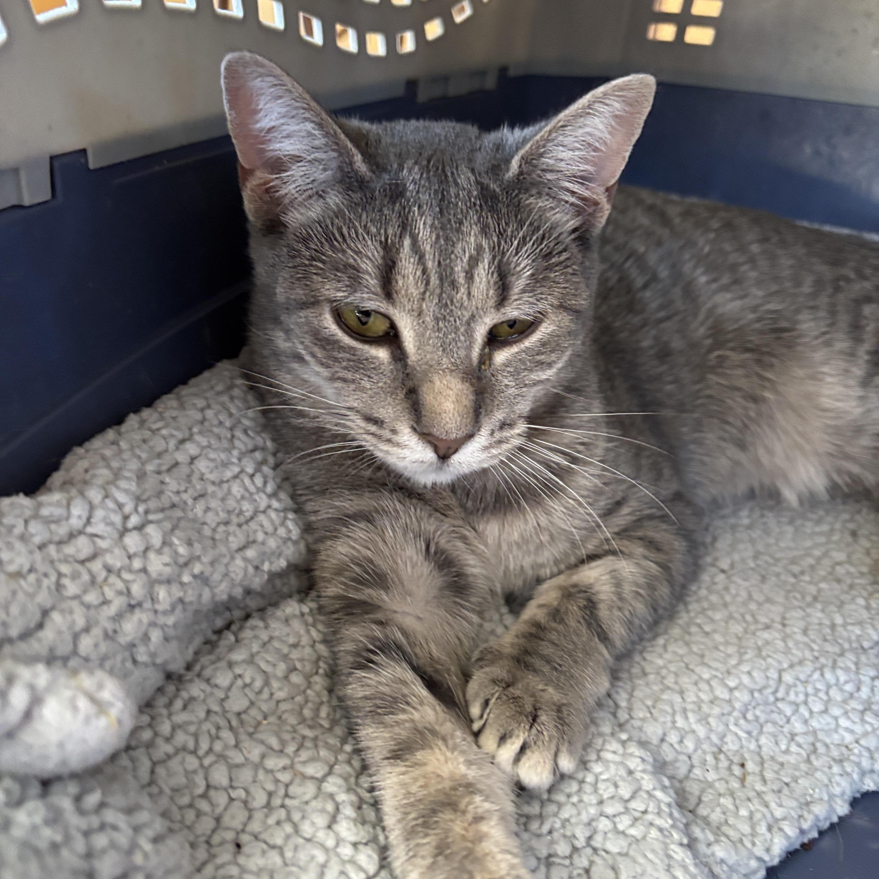 Goldie, adoptable, Young Female Tabby.
