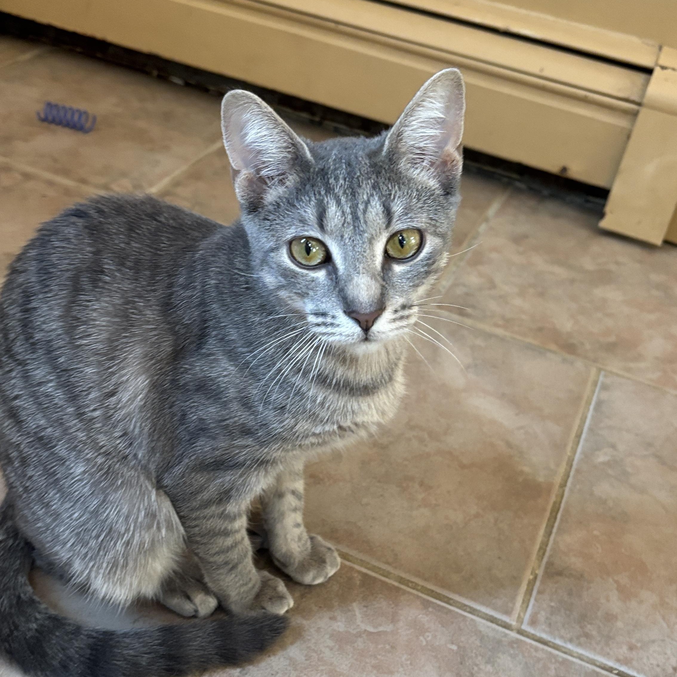 Enlarge Goldie, an adoptable Tabby in Melrose, MA image 4/4