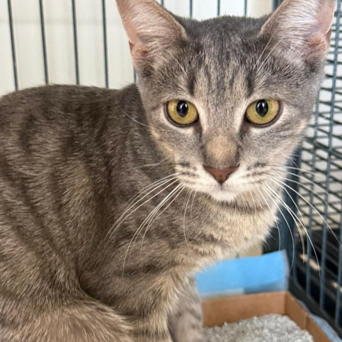 Enlarge Goldie, an adoptable Tabby in Melrose, MA image 2/4