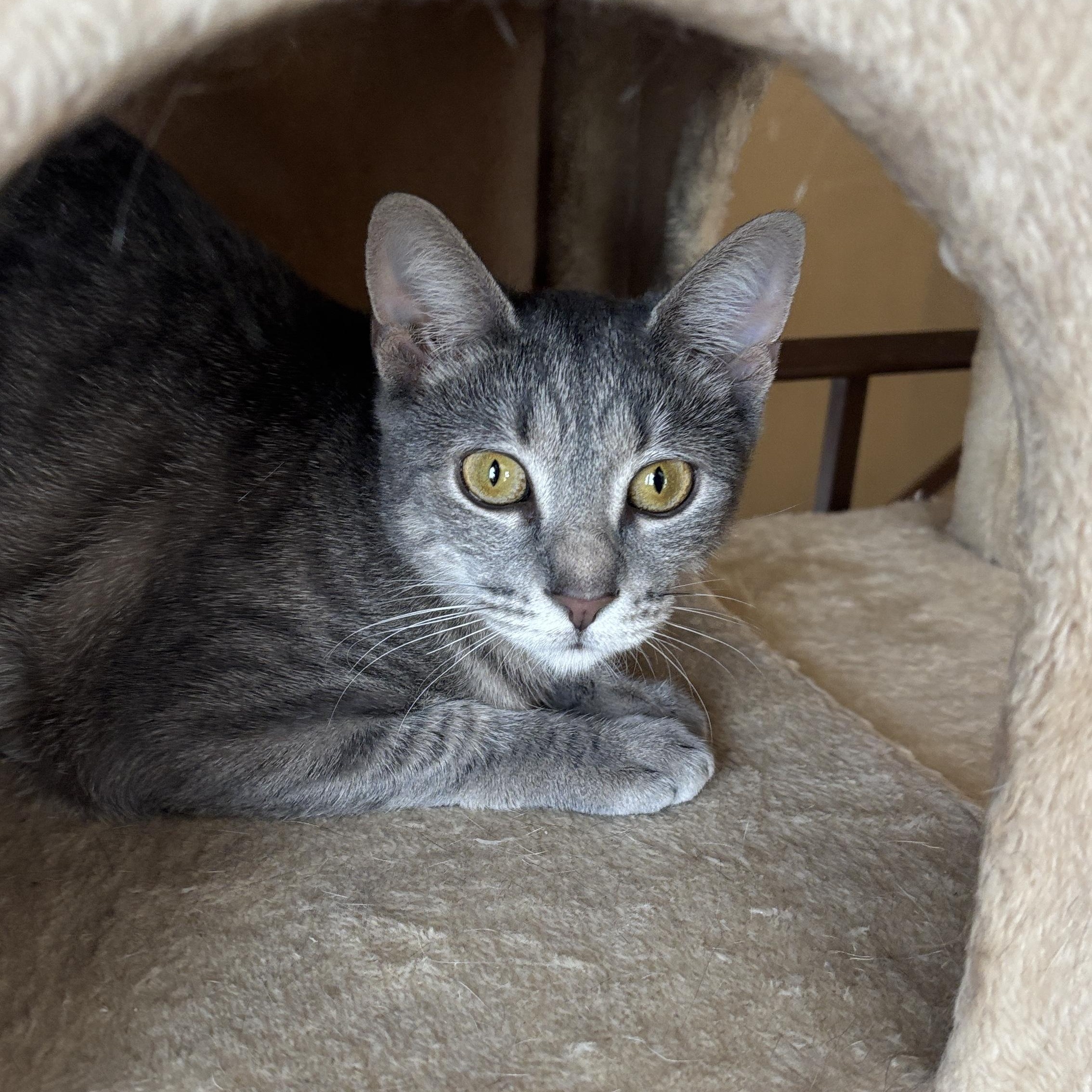 Enlarge Goldie, an adoptable Tabby in Melrose, MA image 3/4