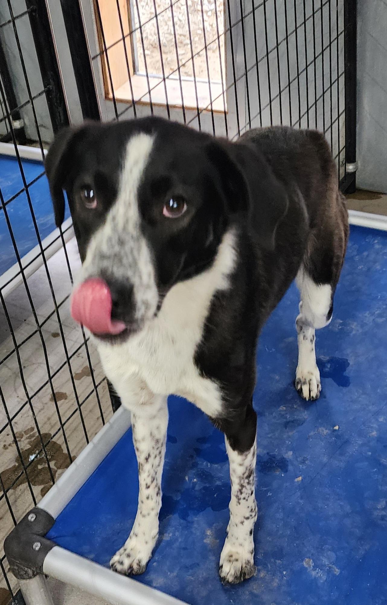 Oreo, ADOPTABLE, Young Female Border Collie.