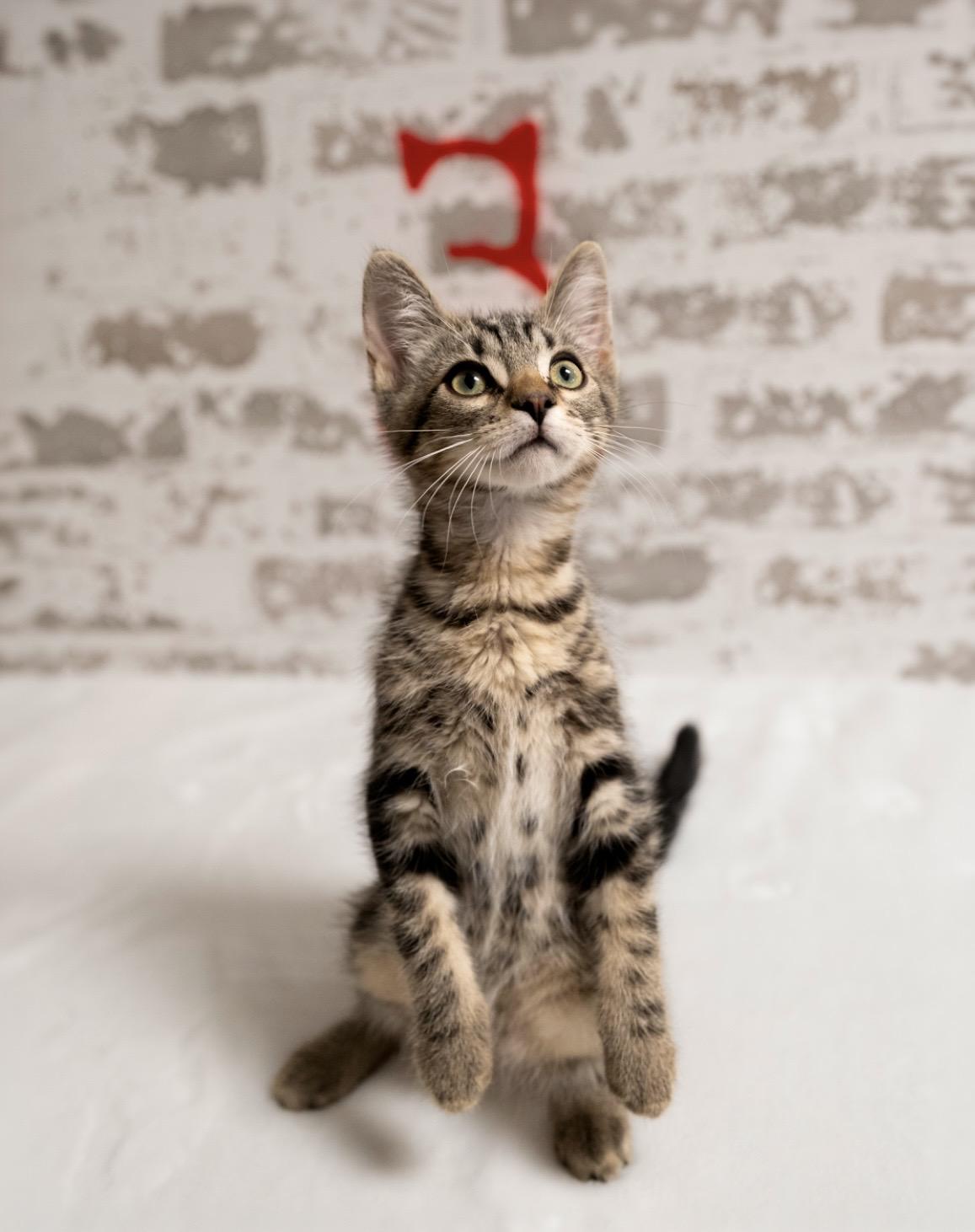 Porky, a ADOPTABLE Domestic Short Hair in queen creek, AZ image 1/3