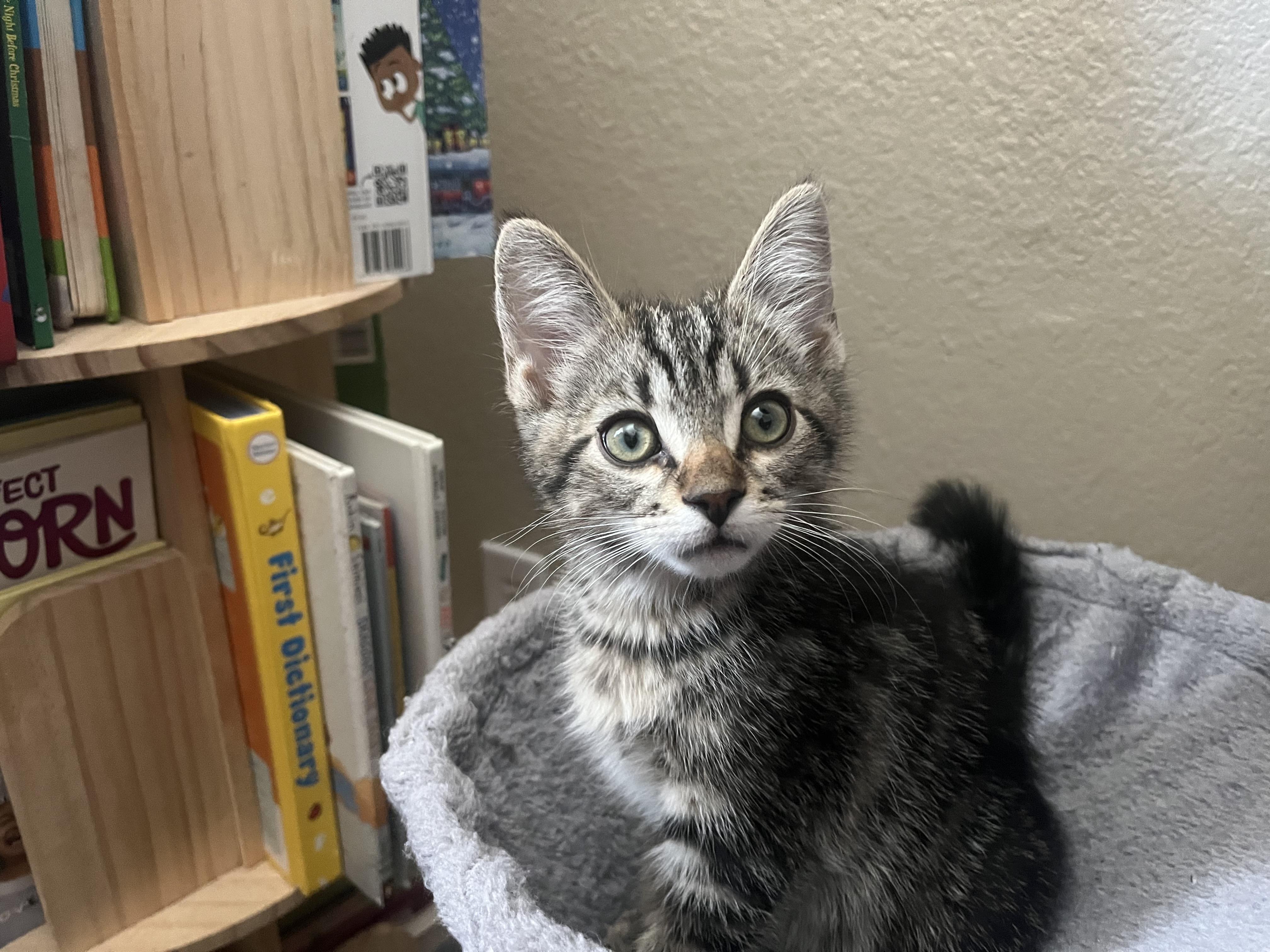 Enlarge Porky, a ADOPTABLE Domestic Short Hair in queen creek, AZ image 1/3