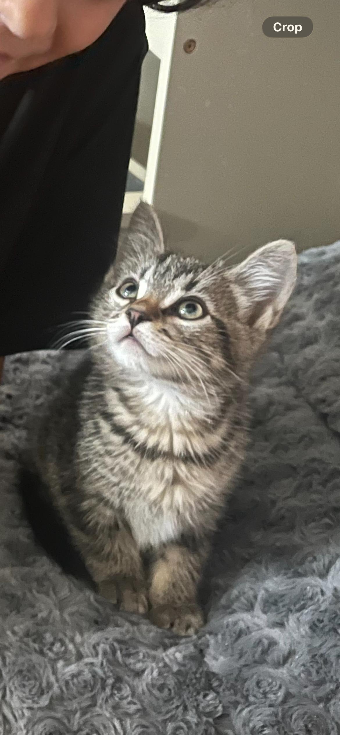 Enlarge Porky, a ADOPTABLE Domestic Short Hair in queen creek, AZ image 2/3