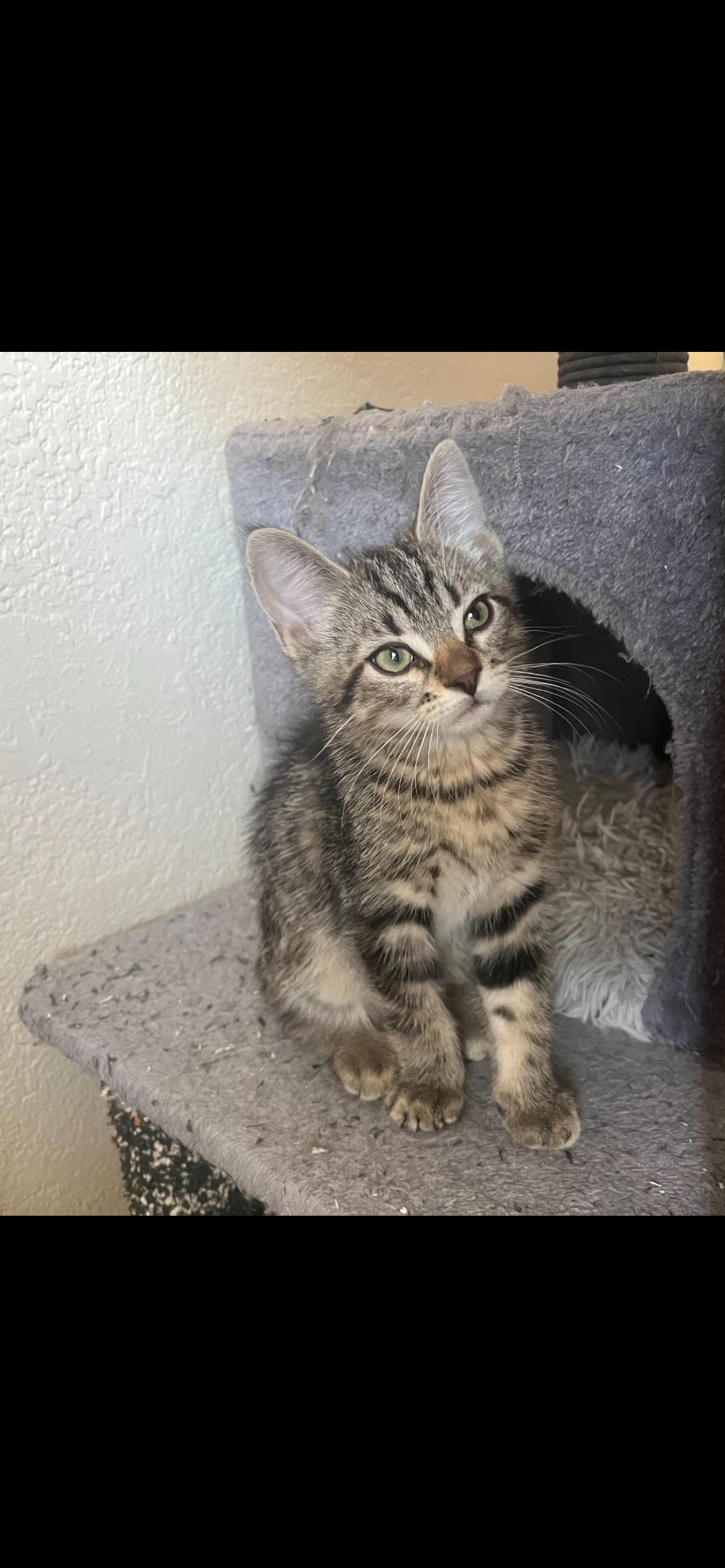 Enlarge Porky, a ADOPTABLE Domestic Short Hair in queen creek, AZ image 3/3