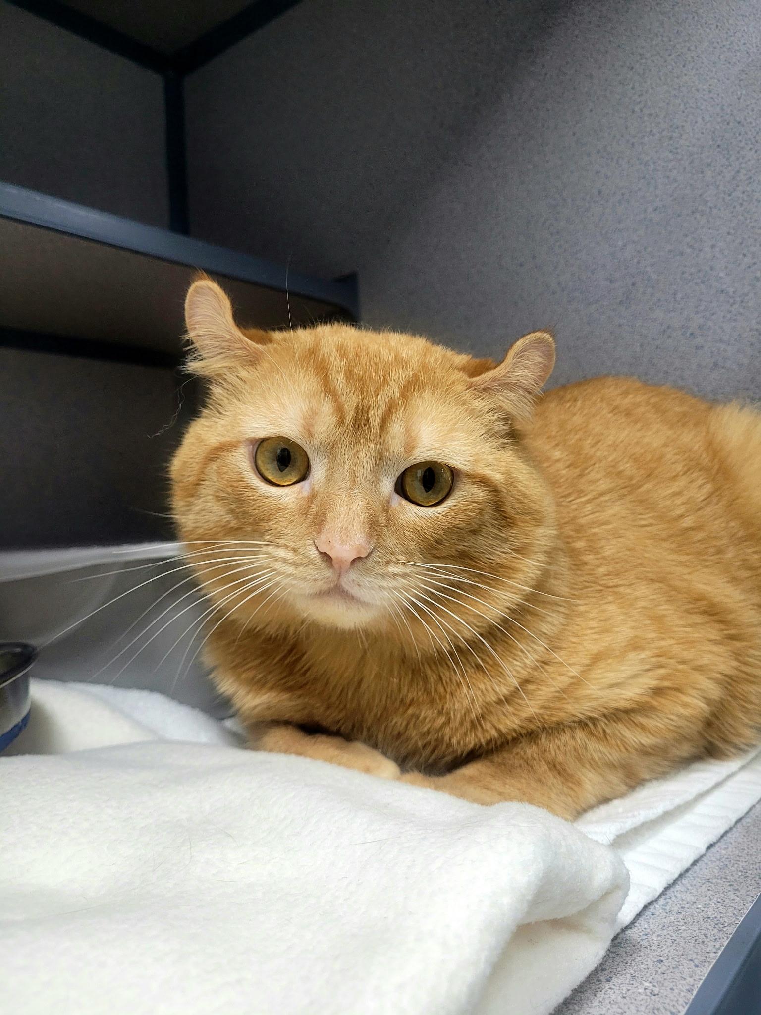 Enlarge Chester Cheeto, an adopted American Curl in Kirkland, WA image 1/2