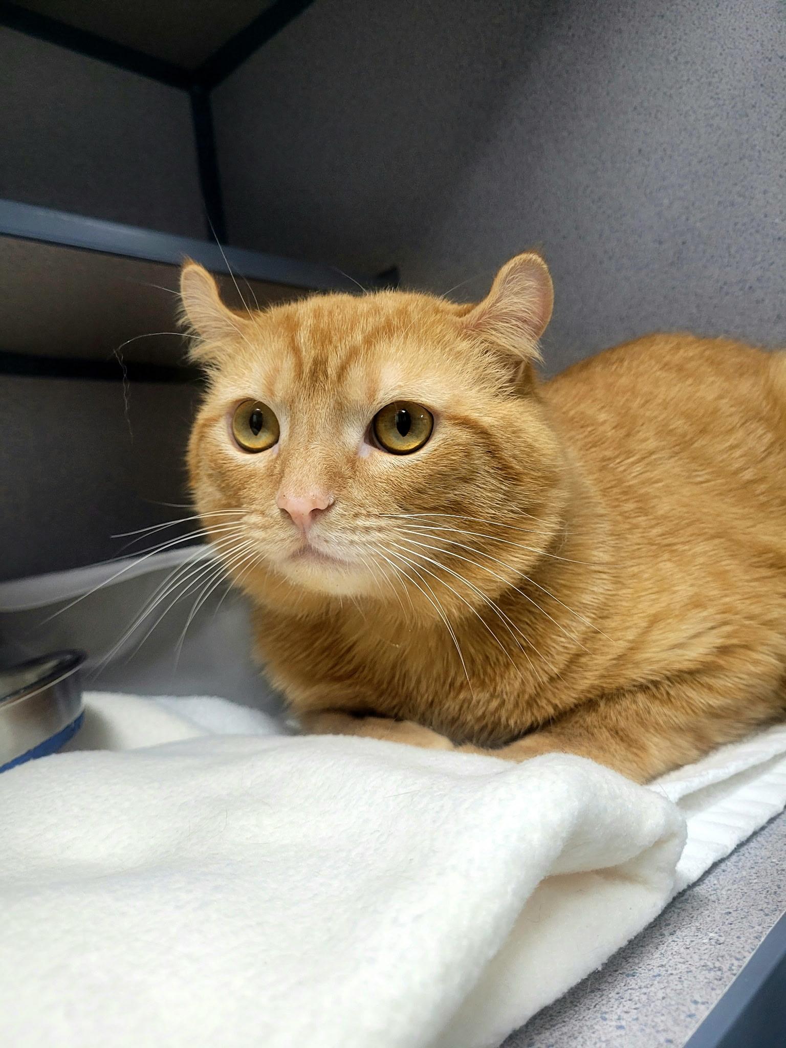 Enlarge Chester Cheeto, an adopted American Curl in Kirkland, WA image 2/2