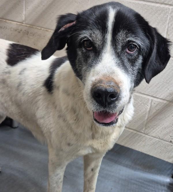 26-05-1191a Neena, Adoptable, Adult Female Pointer.