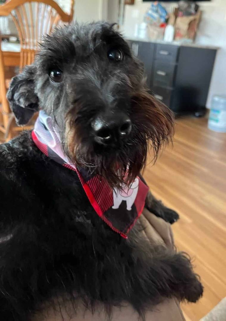 Seamus, Adopted, Young Male Scottish Terrier & Poodle.