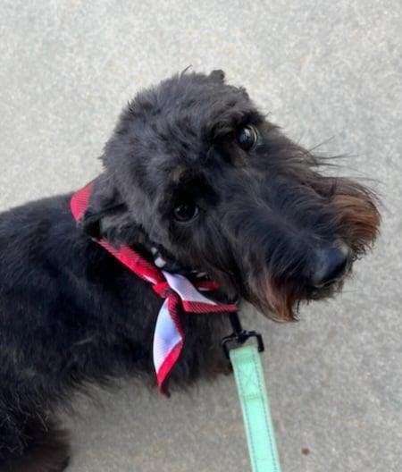 Enlarge Seamus, a Adopted mixed breed in St. Louis, MO image 2/3