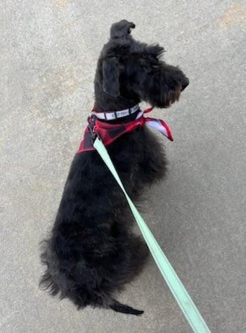 Enlarge Seamus, a Adopted mixed breed in St. Louis, MO image 3/3