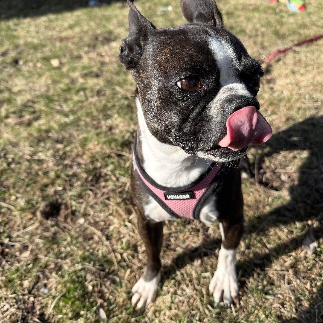 Enlarge Elisabeth in IA, a ADOPTABLE Boston Terrier in Des Moines, IA image 3/3