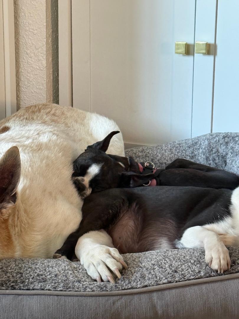 Enlarge Elisabeth in IA, a ADOPTABLE Boston Terrier in Des Moines, IA image 2/3