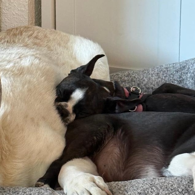 Enlarge Elisabeth in IA, an adoptable Boston Terrier in Des Moines, IA image 2/3