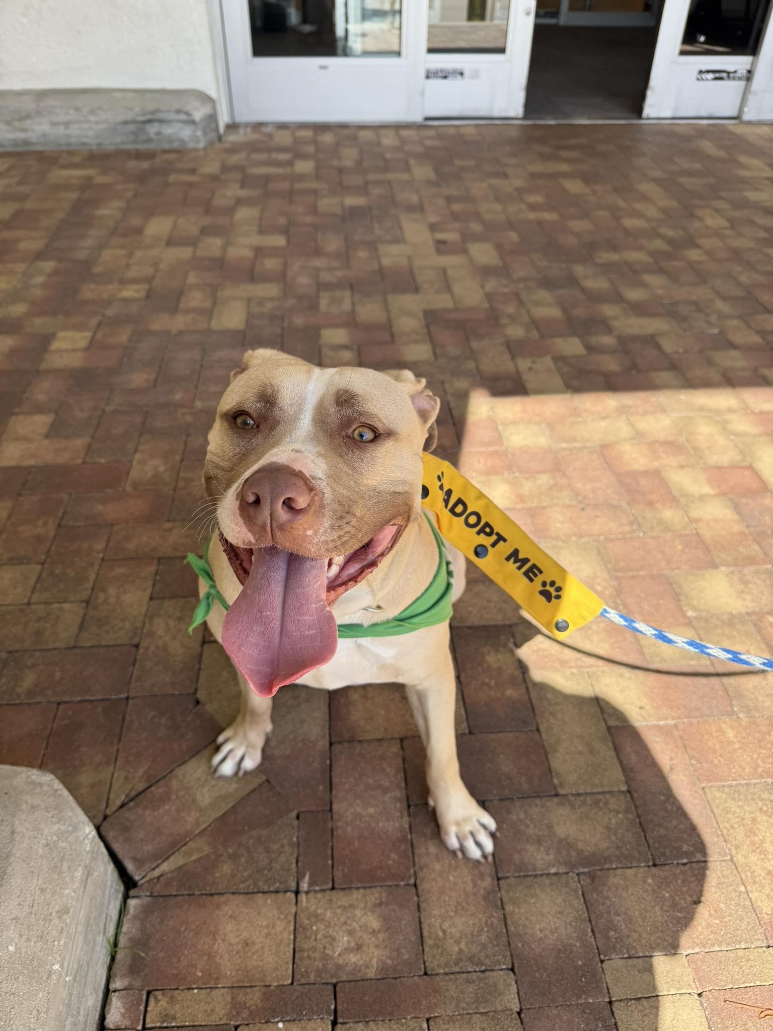 Enlarge Max, a ADOPTABLE mixed breed in Pompano Beach, FL image 1/1