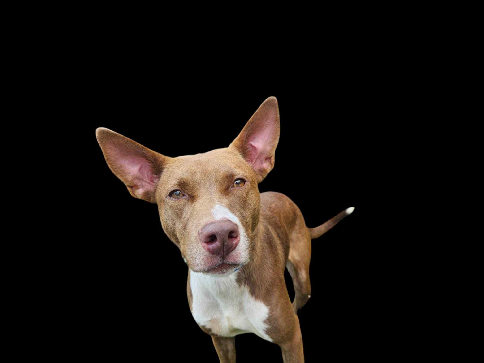 mocha, Adoptable, Young Female Australian Kelpie.