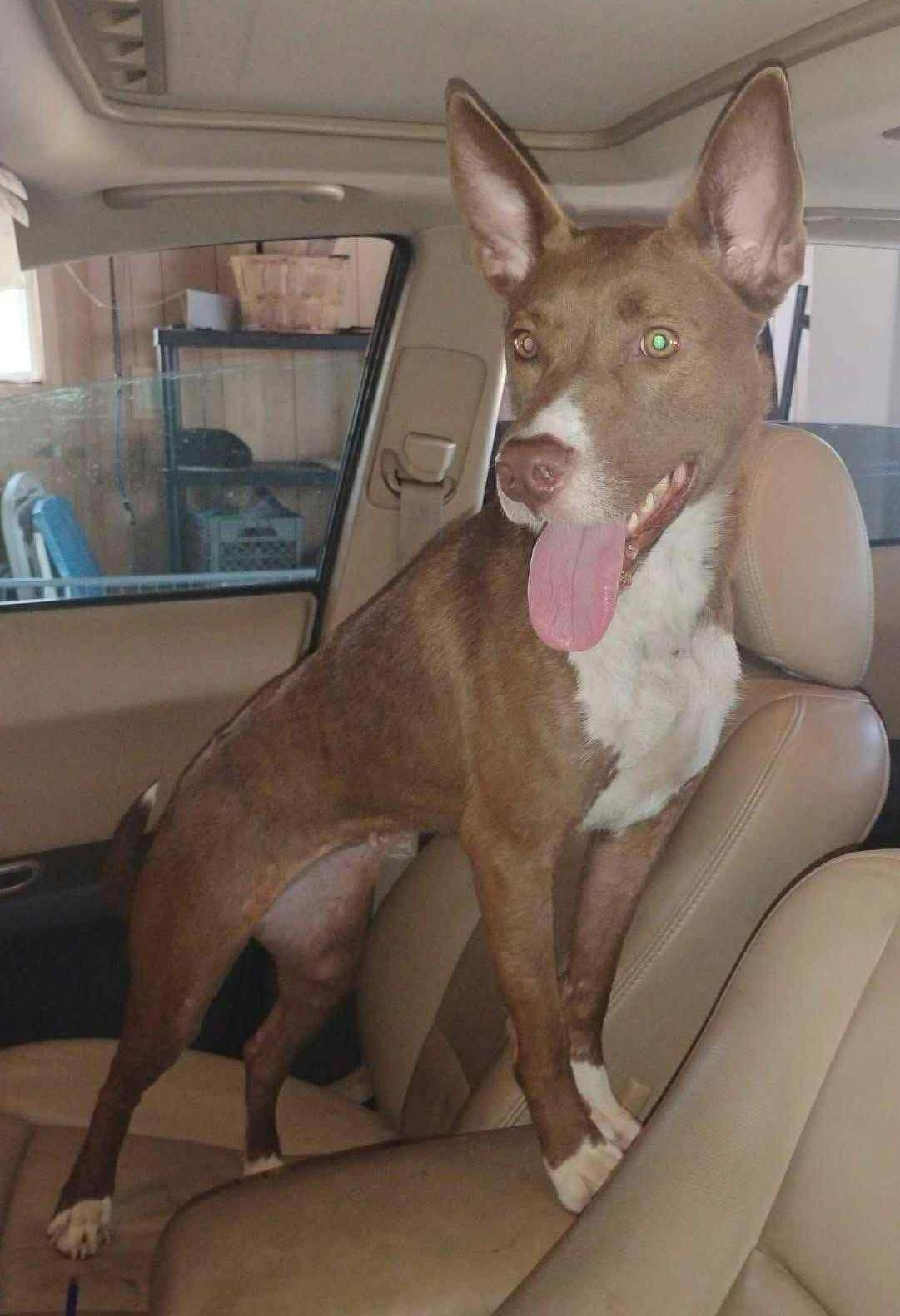 Enlarge mocha, a Adoptable mixed breed in MARION, IN image 2/5