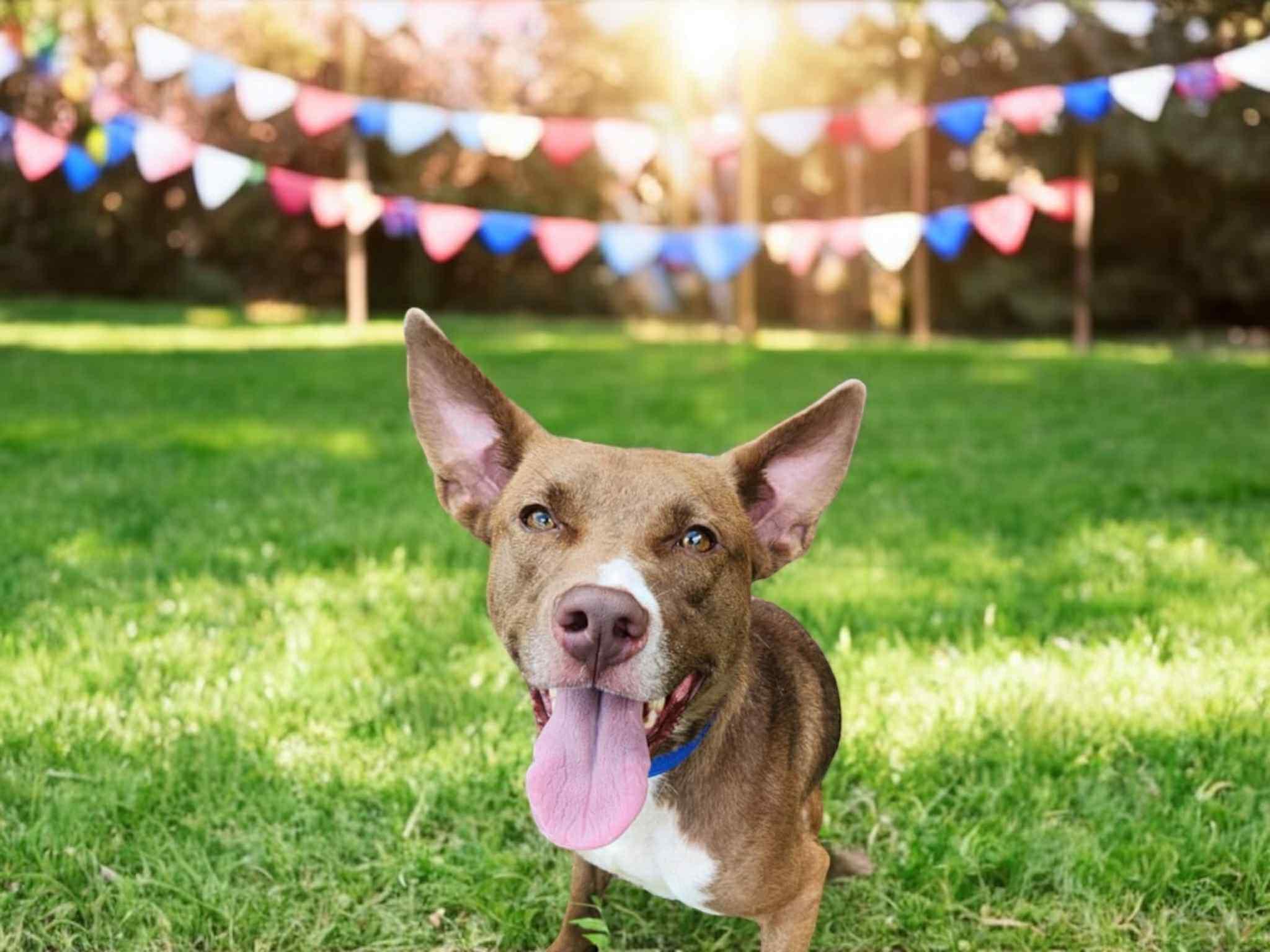 Enlarge mocha, a Adoptable mixed breed in MARION, IN image 3/5