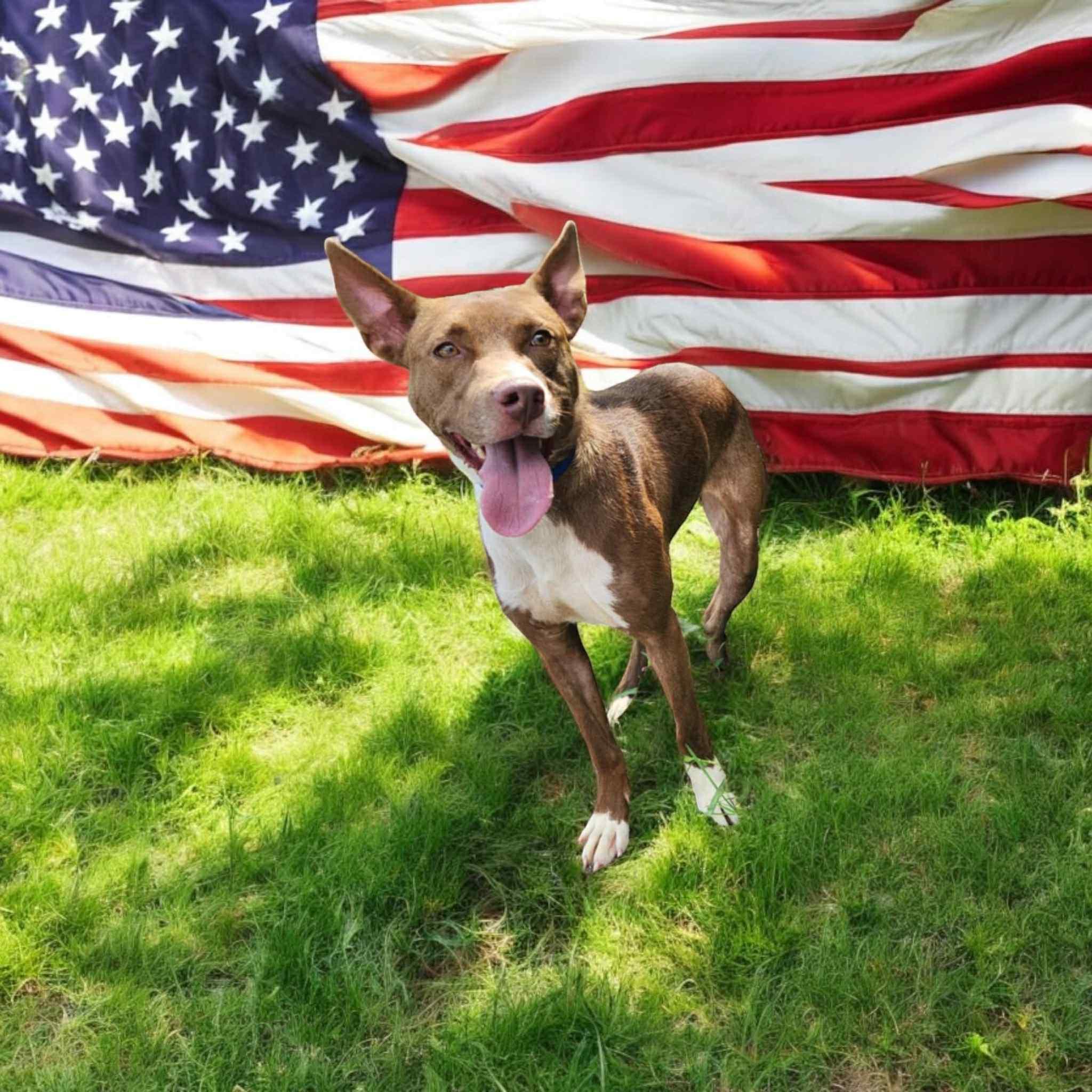 Enlarge mocha, a Adoptable mixed breed in MARION, IN image 4/5